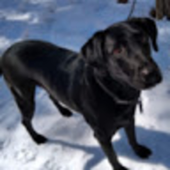 Meet your Posher, Madeline - Picture 1 of 1